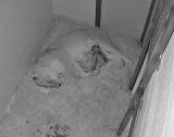 Nature In Brief -- Lion cubs make entrance at National Zoo Nature In Brief -- Lion cubs make entrance at National Zoo
